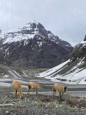 Llamas junto a la ruta de montaña en Portillo